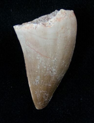 Fossil Mosasaurus Tooth #17021
